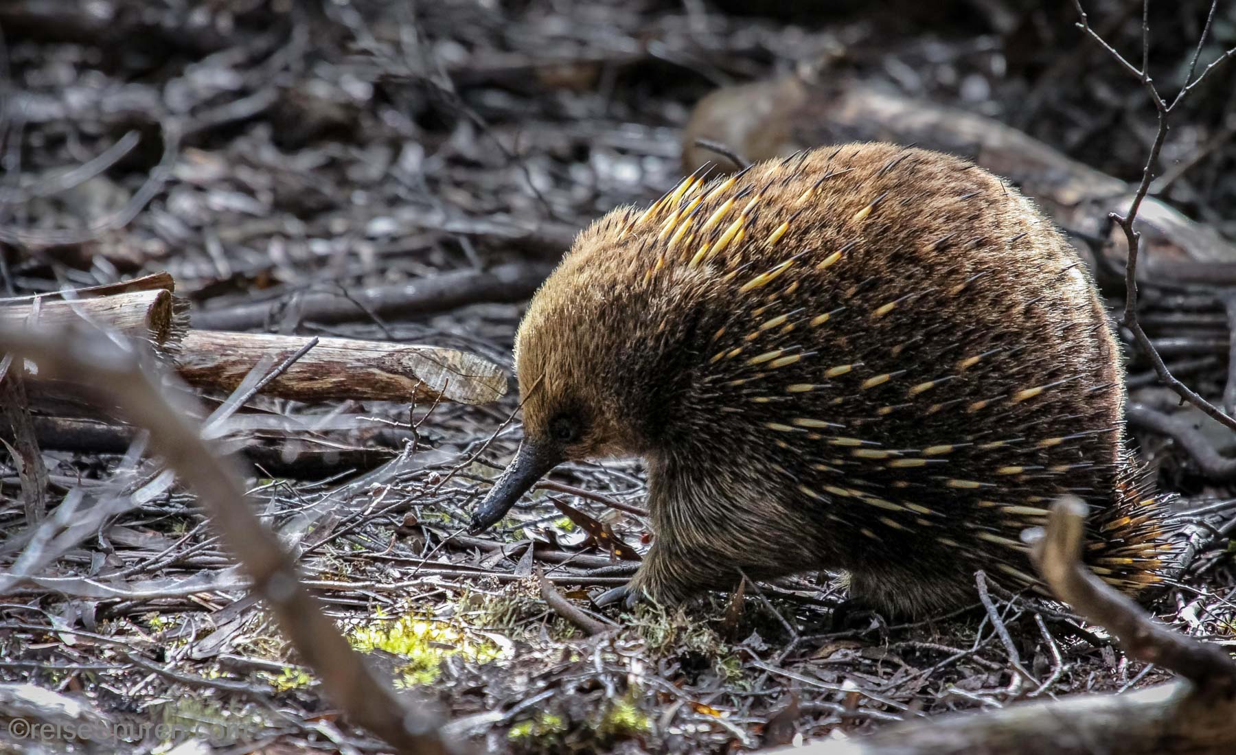 Australien