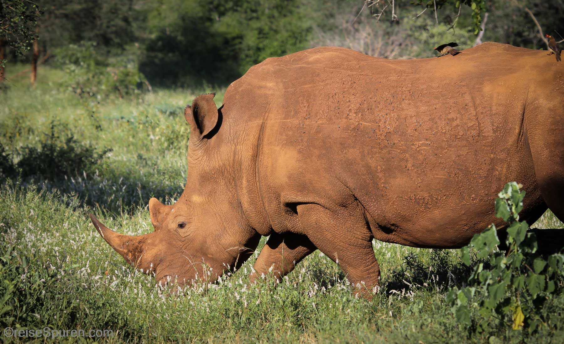 Südafrika