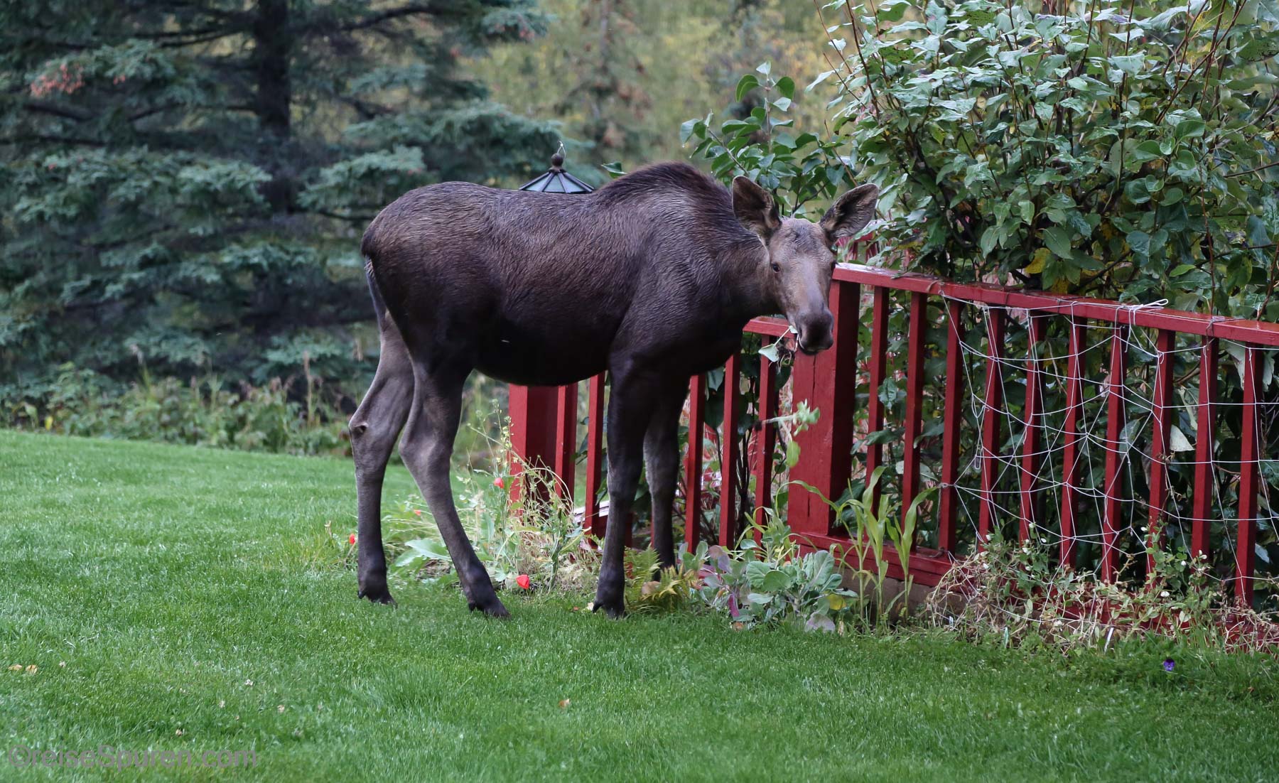 Elchkalb beim Abendessen