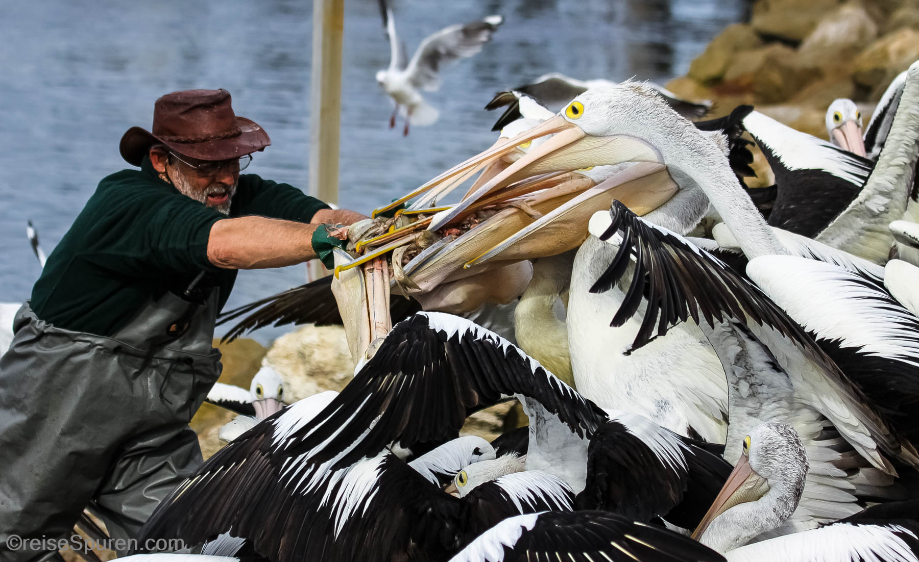 Fütterung der Brillenpelikane