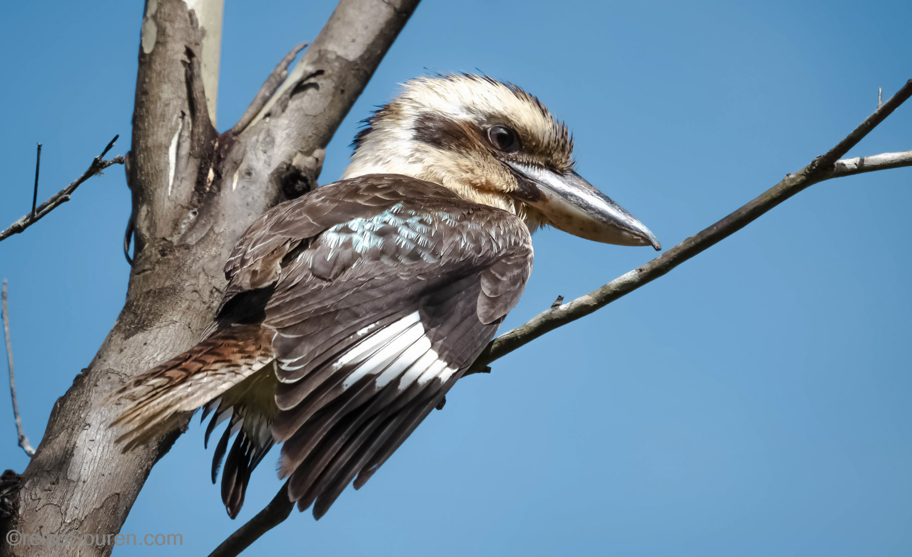 Lachender Hans (Kookaburra)