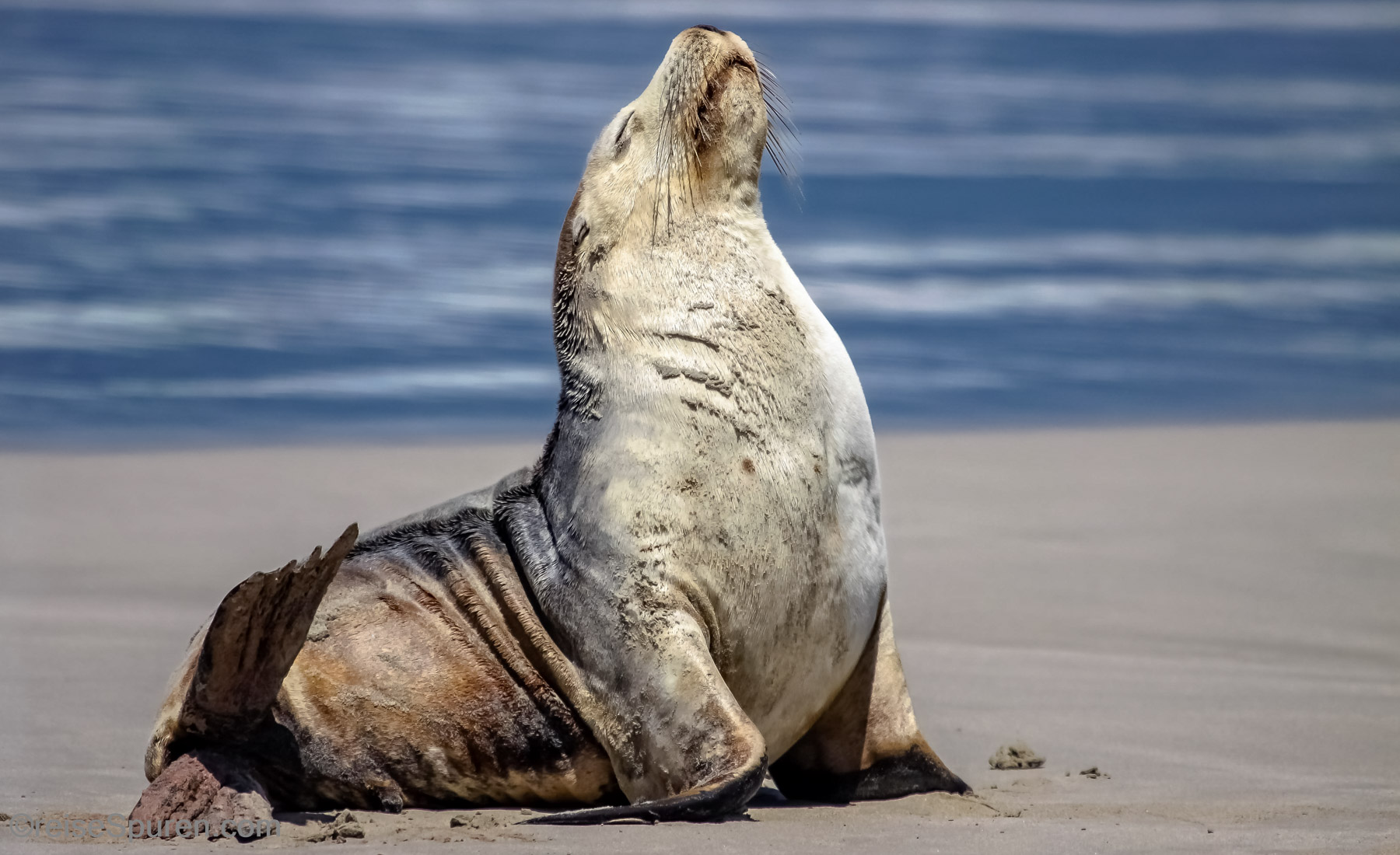 Australischer Seelöwe