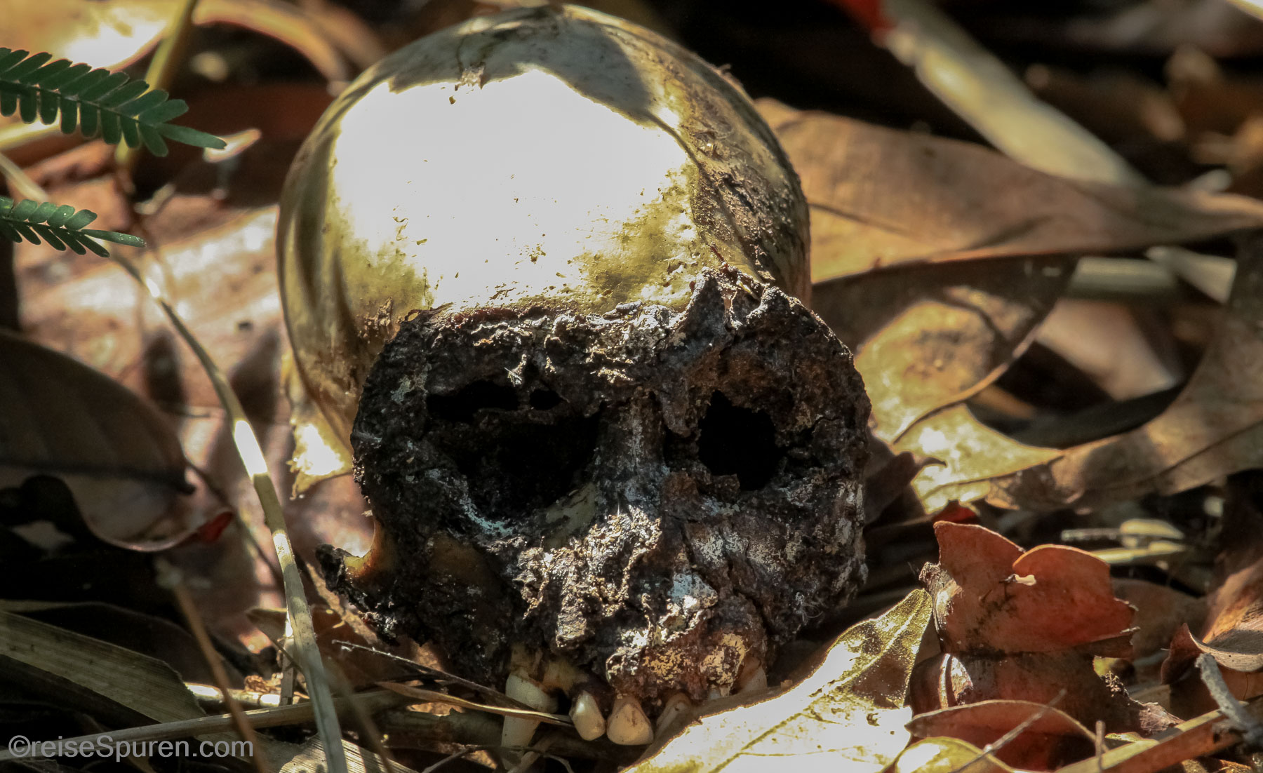 Klammeraffenschädel