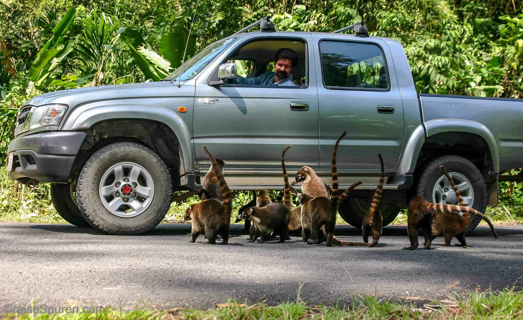 Bettelnde Nasenbären