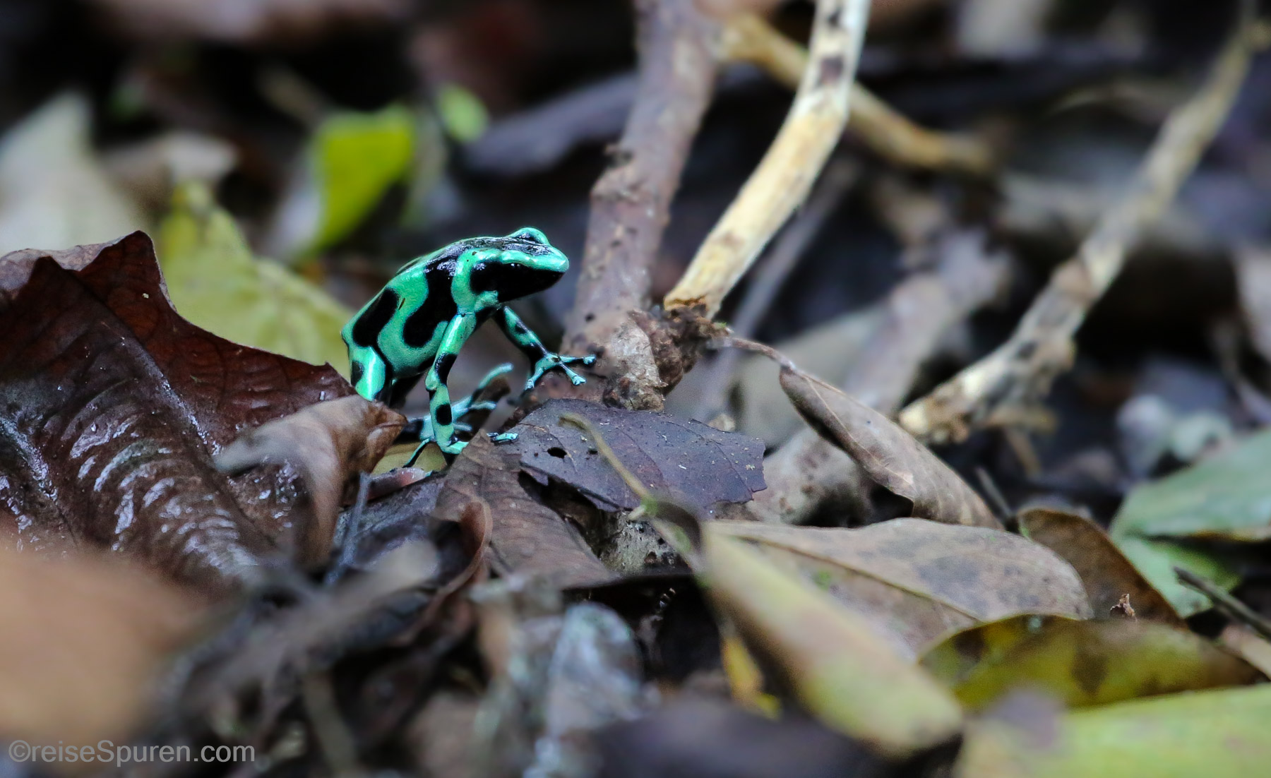 Goldbaumsteiger (Peilgiftfrosch)