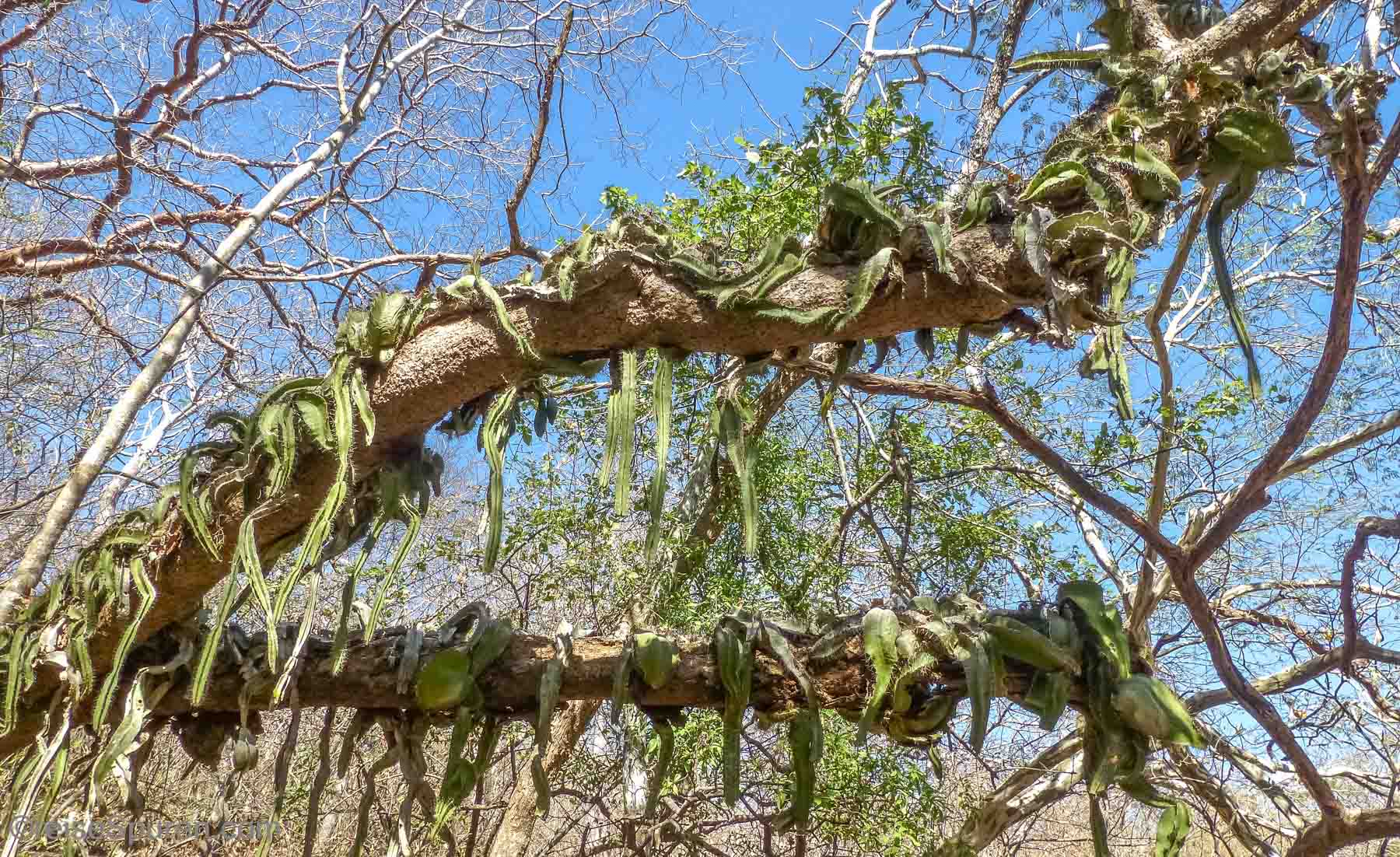 Kakteen im trockenen Nordwesten