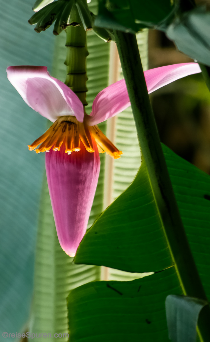 Bananenblüte