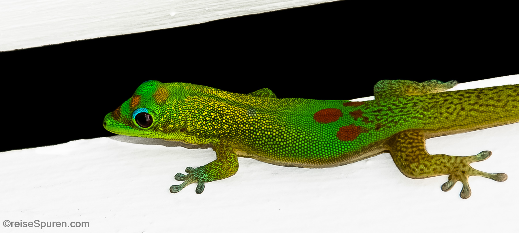 Madagascar Gold Dust Day Gecko