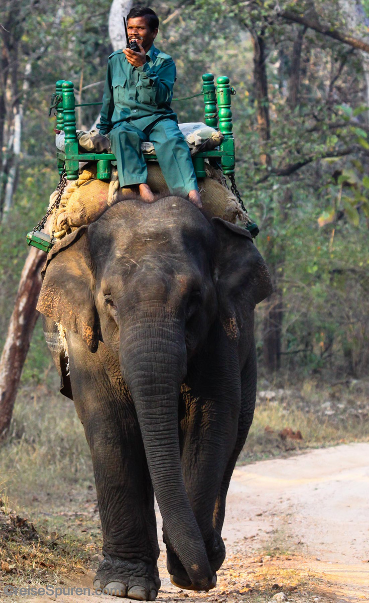 Mahout auf Tigersuche