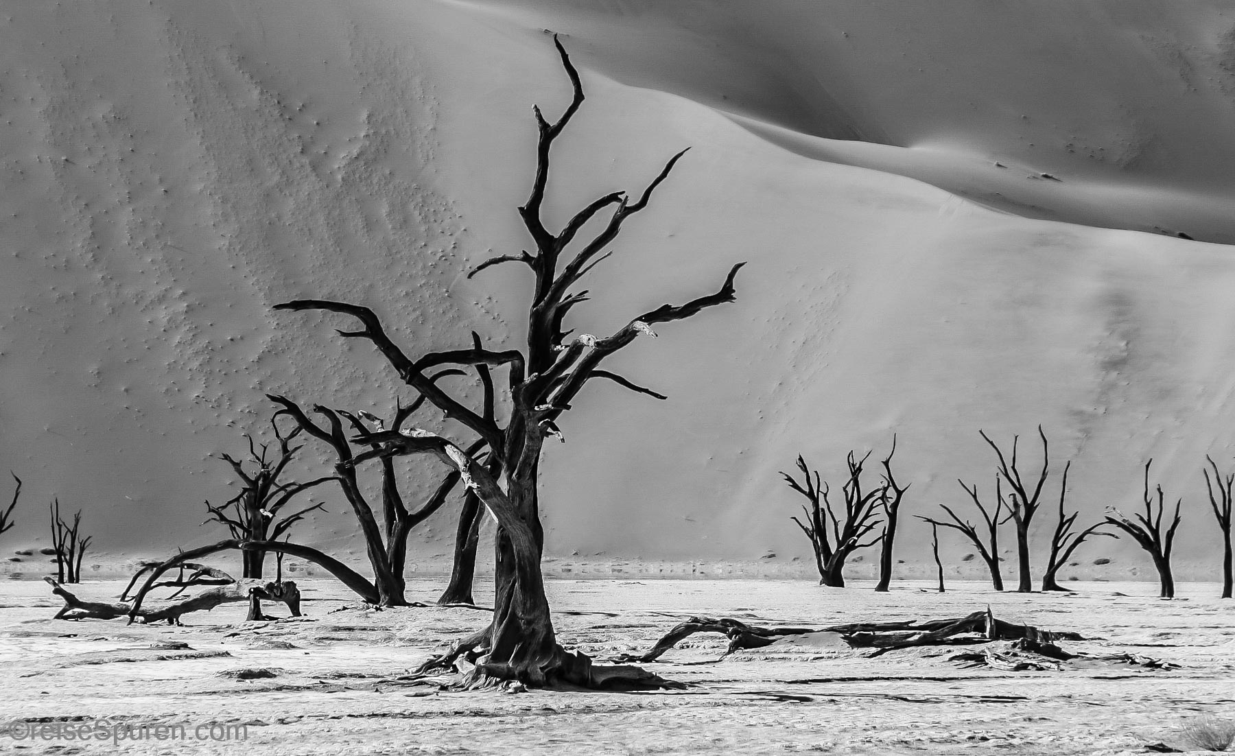 Kameldornakazien im Deadvlei