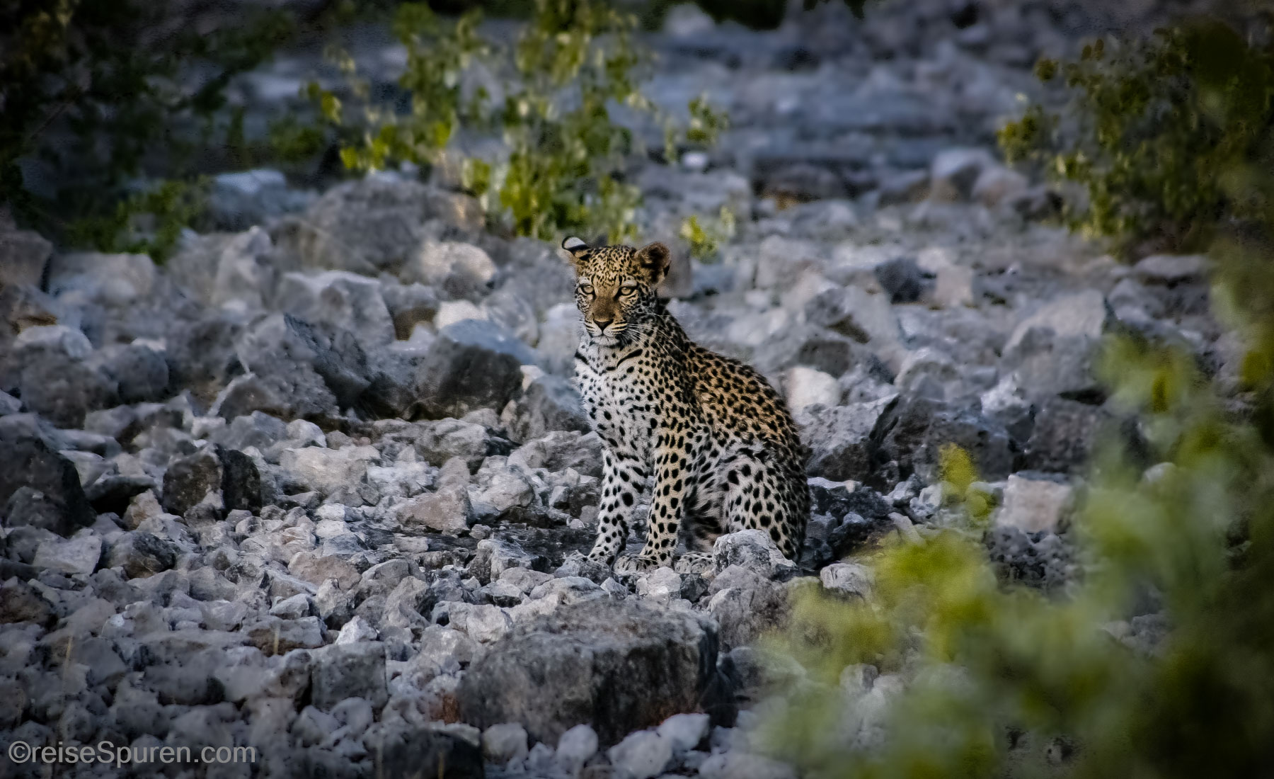 Junger Leopard