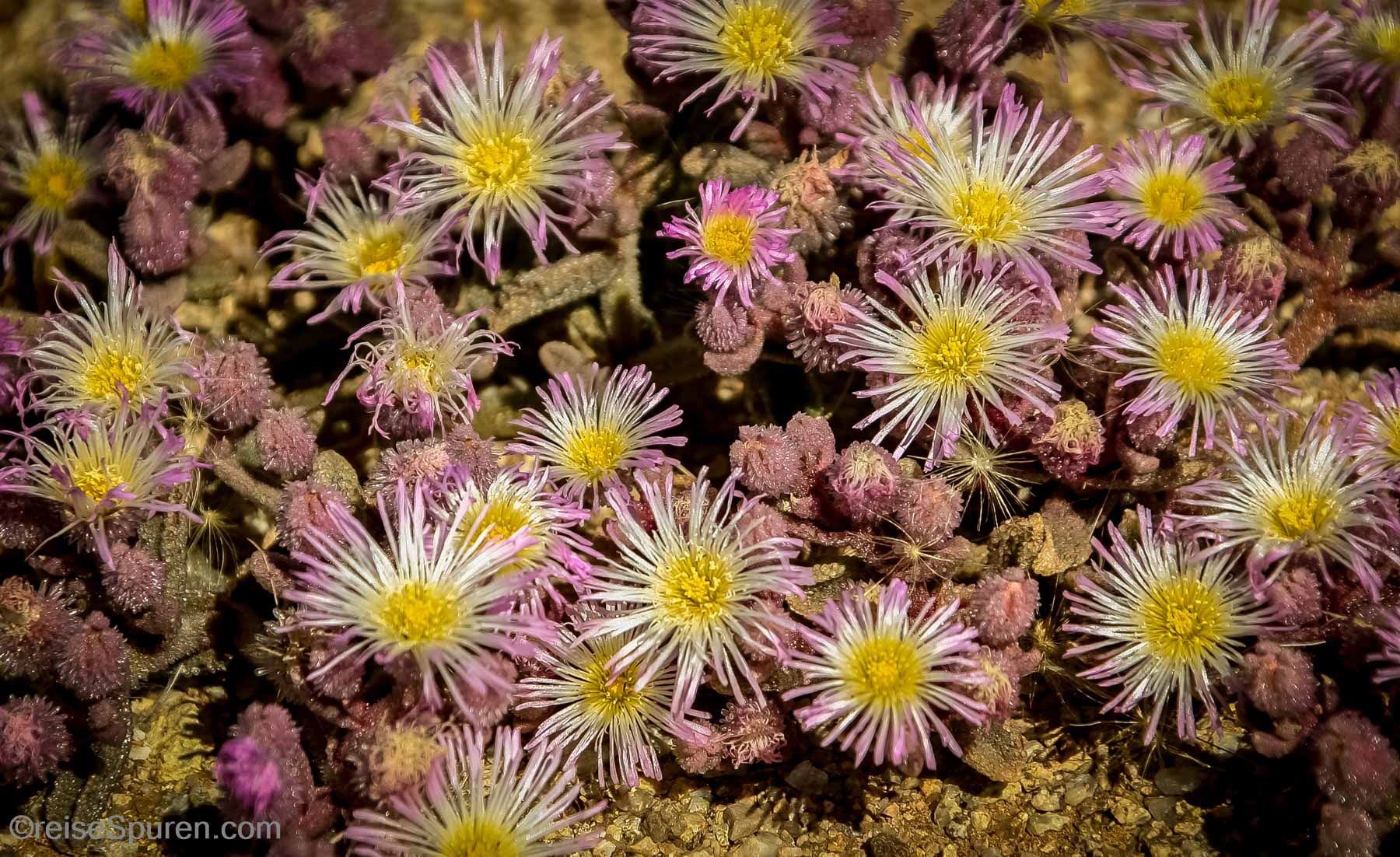 Die Wüste blüht - Sukkulenten