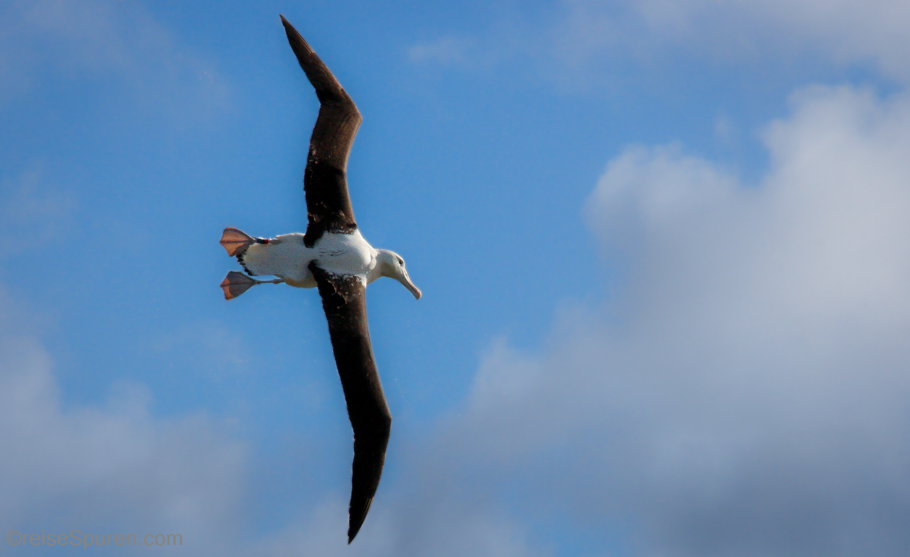 Königsalbatros Royal Albatross Center