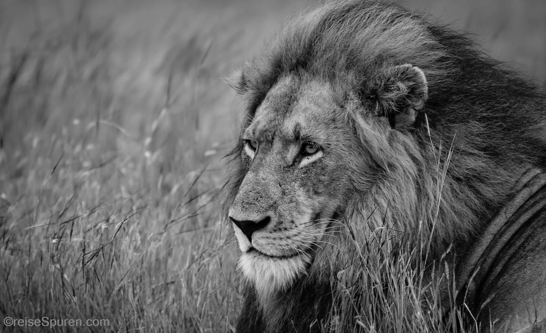 Der König der Tiere