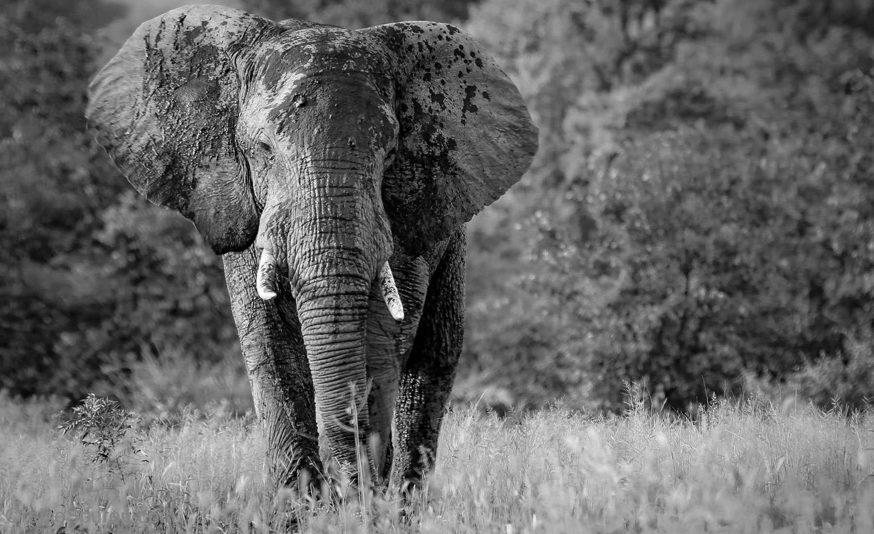 Afrikanischer Elefant