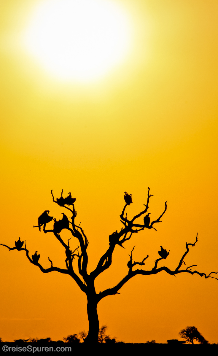 Weißrückengeier im Abendlicht