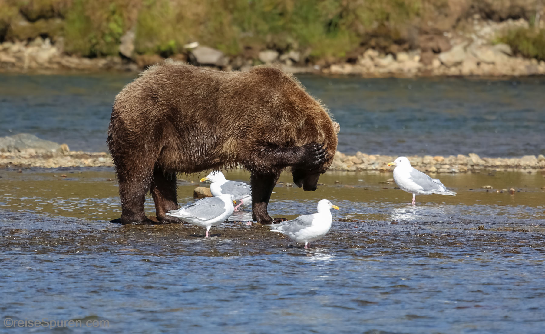 Ich kann das Möwengeschrei nicht mehr hören!